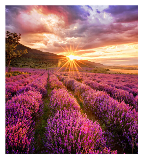 Samsung IF015H Direct view LED (DVLED) Indoor