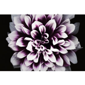 Samsung LH008IWJMWS Signage Display Digital signage flat panel LED 500 cd/m² 4K Ultra HD Black, Silver