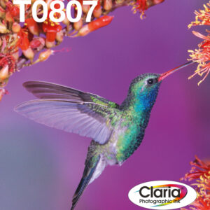 Epson Hummingbird Multipack 6-colours T0807 Claria Photographic Ink