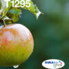 Epson Apple Multipack 4-colours T129 EasyMail Epson Apple Multipack 4-colours T129 EasyMail