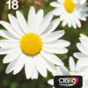 Epson Daisy Multipack 4-colours 18 EasyMail Epson Daisy Multipack 4-colours 18 EasyMail